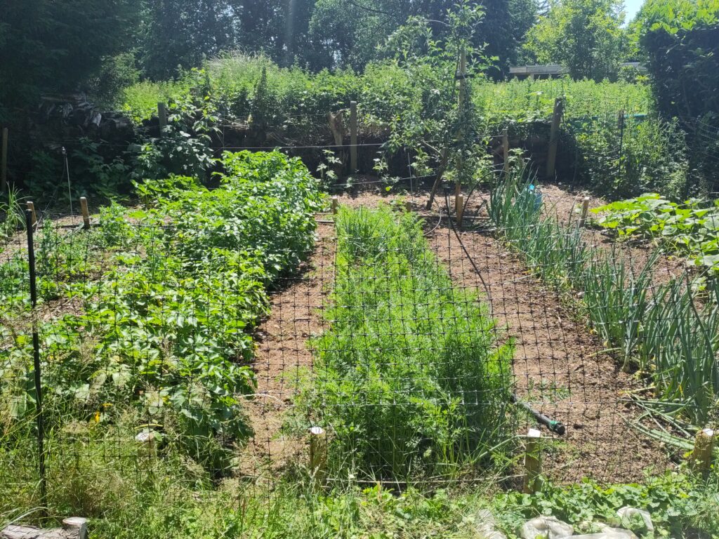 A vegetable garden cultivated with respect for living things