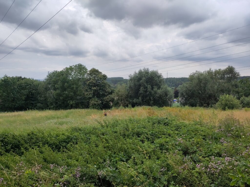 The Stoemp&Grow field on the first day